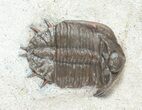 Two Basseiarges Trilobites With Cyphaspis - Jorf #46599-2